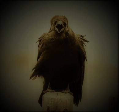raven